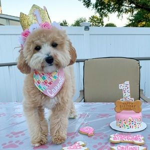 Dog First Birthday Crown with pink and white flowers